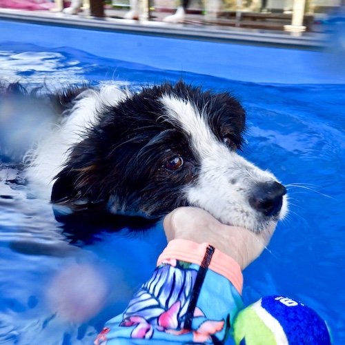 Dog exercise and weight loss in our heated dog swimming pool
