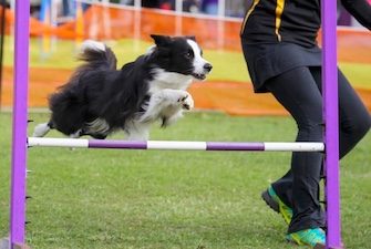 fitness, training and agility courses for dogs on the sunshine coast
