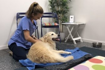 Active Paws offer physiotherapy for dogs on the Sunshine Coast